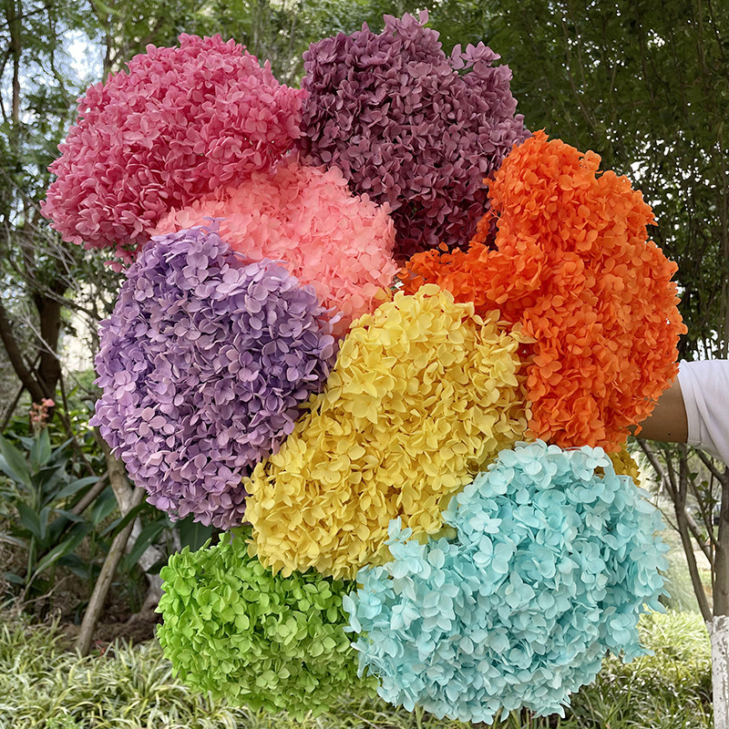 Yunnan Anna Hydrangea Flower Wholesale DIY Flower Preservation Flower Materiales de Regalo de Navidad