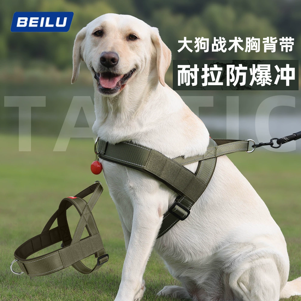 Трансграничная собака с грудной клеткой на открытом воздухе большая собака поводок