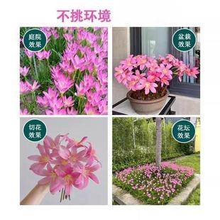 ���m�L���m�[ɏ�������ͺ��ļ��_�����NͥԺ�G�����玧�����^��