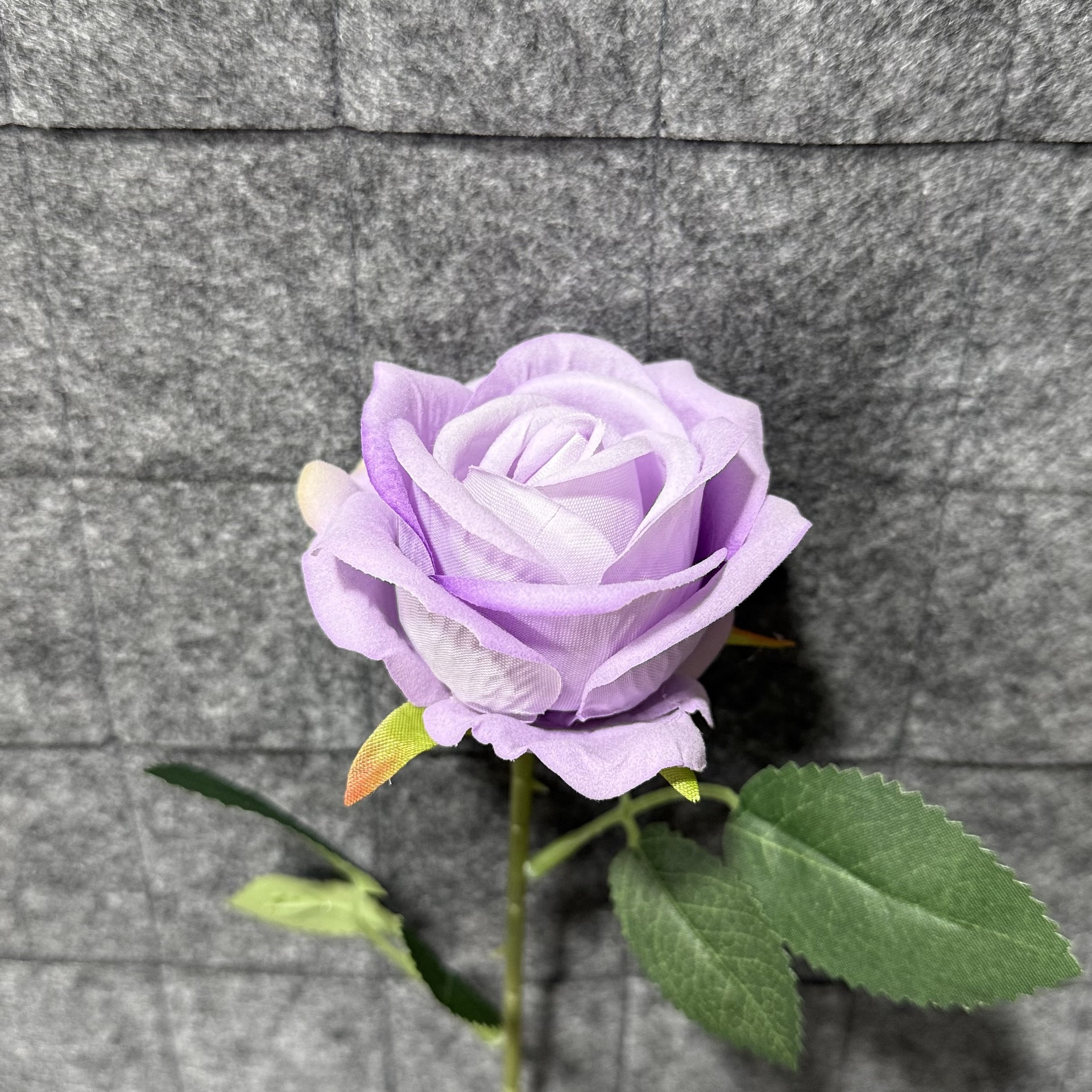 보라