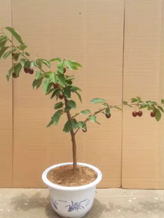 �S�ۙ��Ҙ��m�ϱ���ͥԺ�҃����Ե��Լ޽ә��Ҙ��܇���ә��Ҙ���