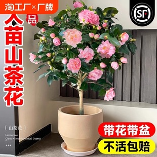 Camellia Potted Xiangfei Camellia Saplings Bloom Florals with Buds in All Seasons, Five-Color Red Red Indoor Balcony Green Plants
