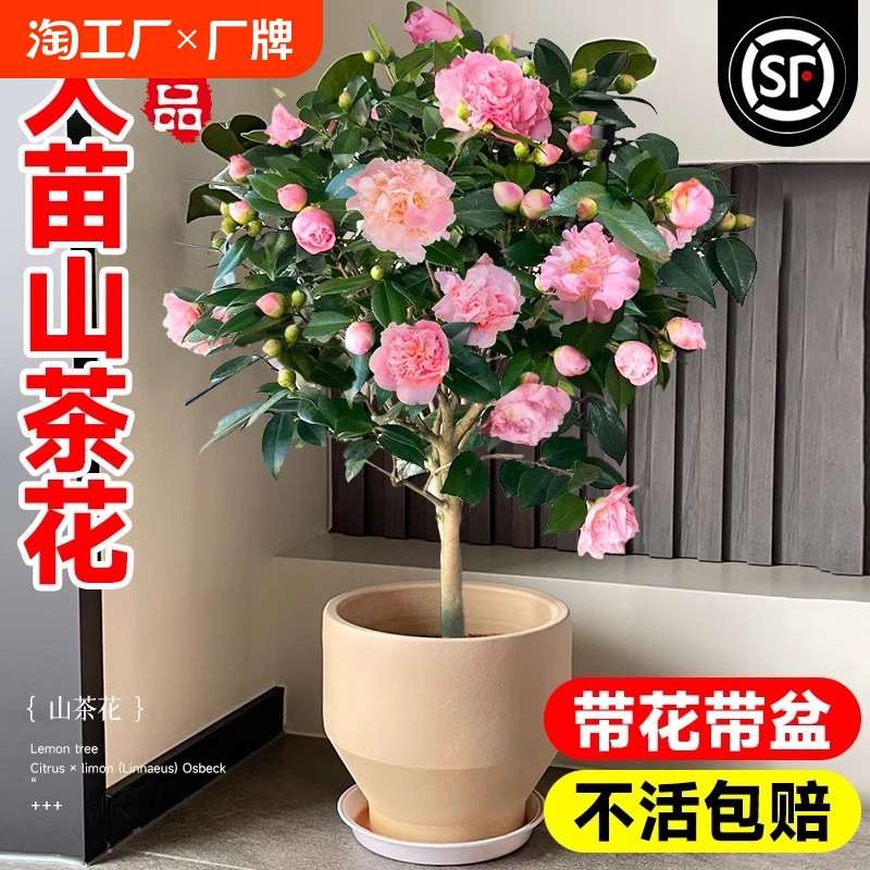 茶花盆栽香妃山茶花树苗四季开花卉带花苞五色赤丹室内阳台绿植物