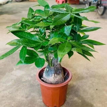 三杆发财树好养活办公室室内四季常青净化空气招财绿植小盆栽客厅