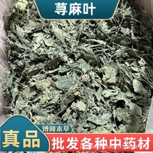 新货荨麻叶中药材 麻草荨 麻叶 荨麻根 蜇人草 中药材批发包邮