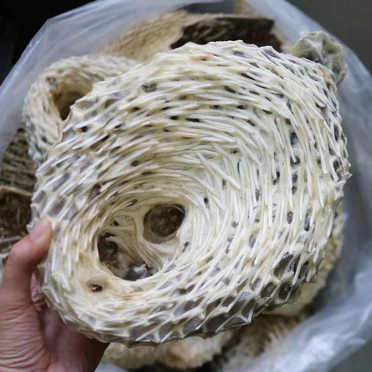 渔民自晒刺龟皮刺刺龟鱼皮刺豚皮有刺鲍鱼海味干货煲汤火锅料