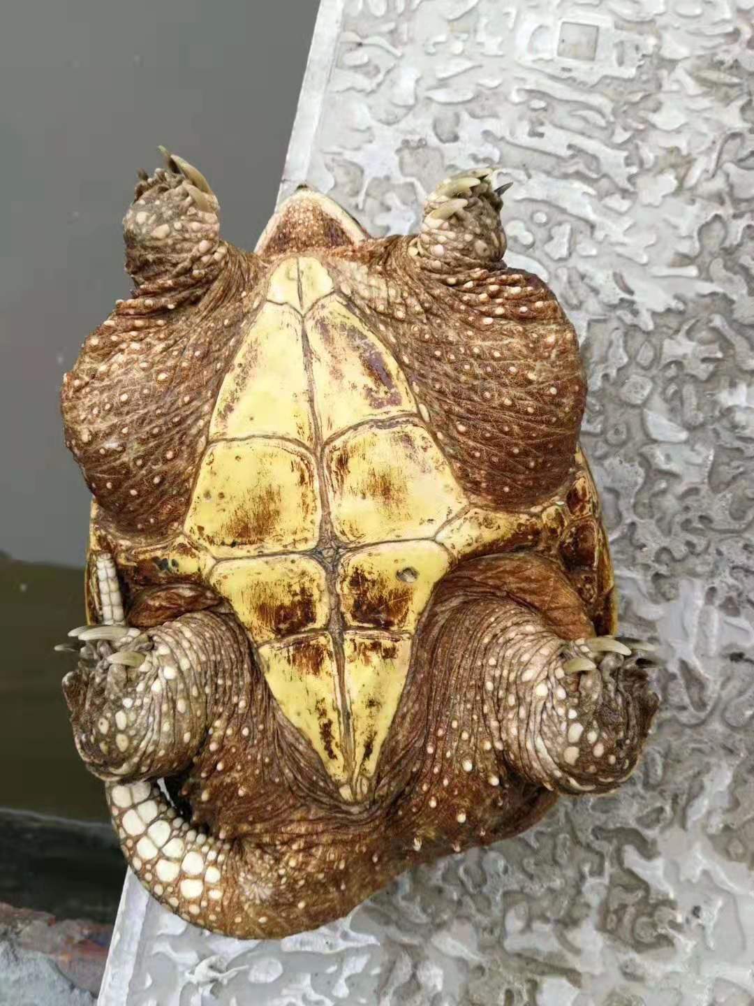 mmexport1610193621842