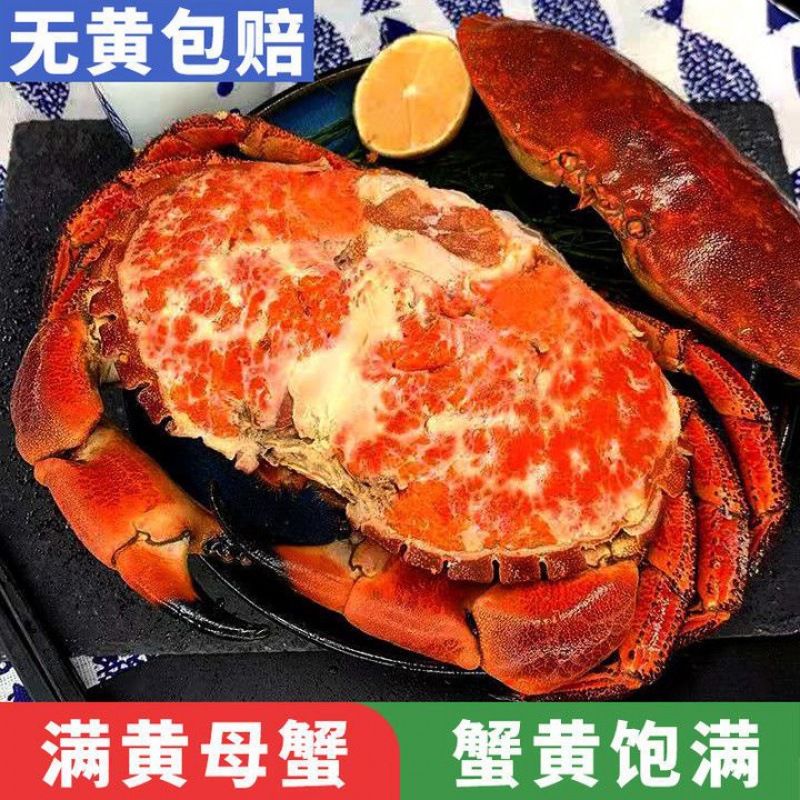 面包蟹大只面包蟹熟食黄金蟹熟冻即食螃蟹珍宝蟹梭子蟹海蟹代发