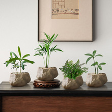 海岛罗汉松指尖微型盆栽办公室内桌面创意迷你拇指好养小盆景四季