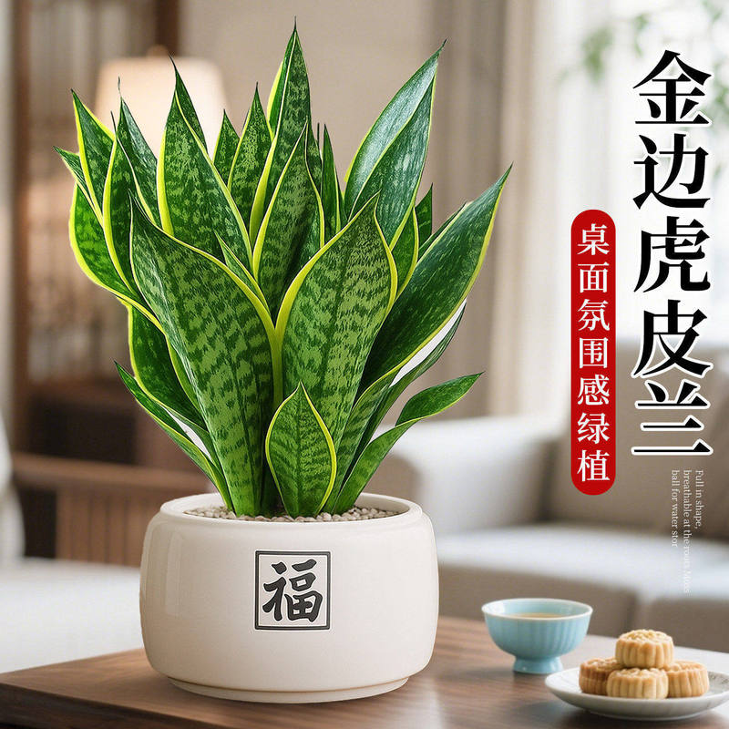 Golden-Edged Snake Plant Potted Plant, Office Greenery, Indoor Plant That Attracts Wealth and Prosperity, Easy-To-Care-For Plant, Evergreen All Year Round Golden-Edged Snake Plant Potted Plant, Office Greenery, Indoor Plant That Attracts Wealth and Prosperity, Easy-To-Care-For Plant, Evergreen All Year Round