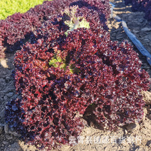 紫色生菜种子水培生菜种籽孑农家春夏秋冬季菜籽种南方蔬菜种子