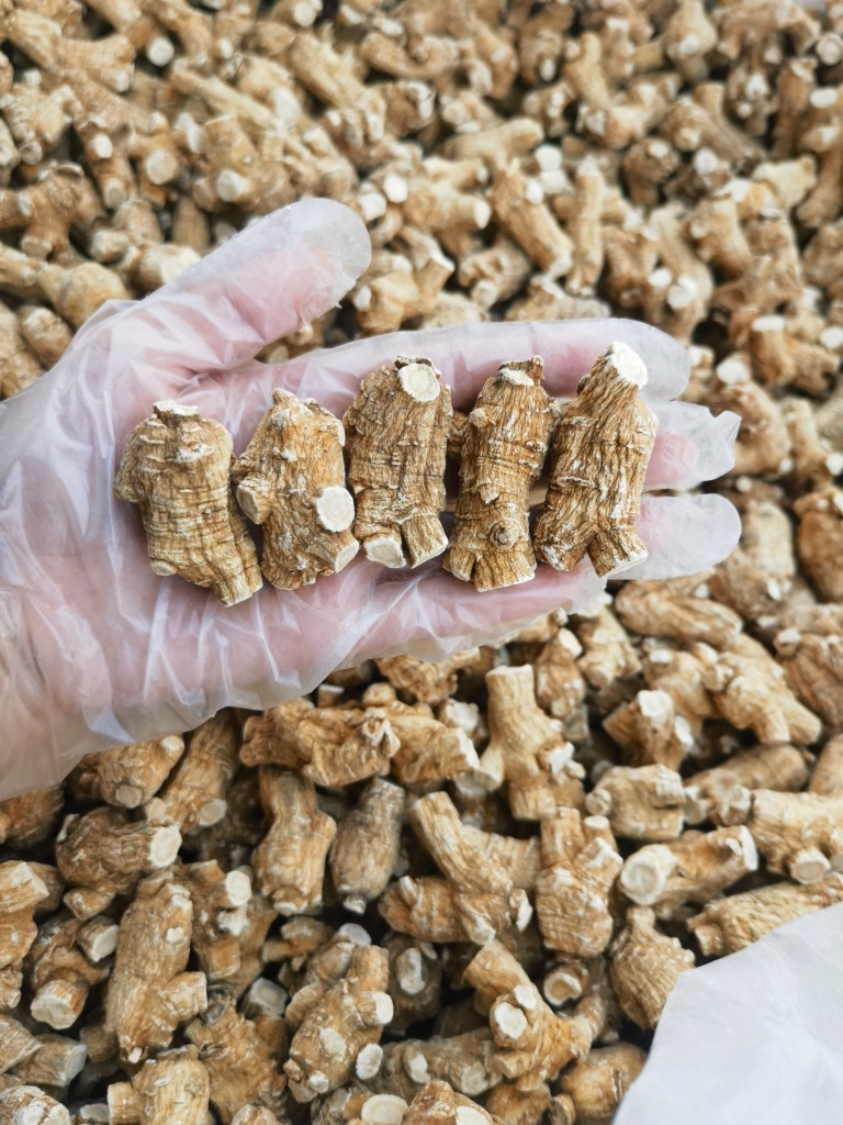 American Ginseng Root Xi Yang Shen Panax quinquefolius Whole Roots 500g Canadian Grown quality and texture