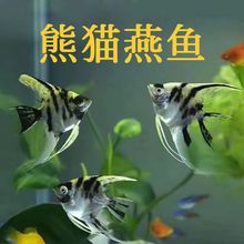 �Ꭷ�~������؈���~�~���m�������B��ɫ�ʰߔ��w��С��