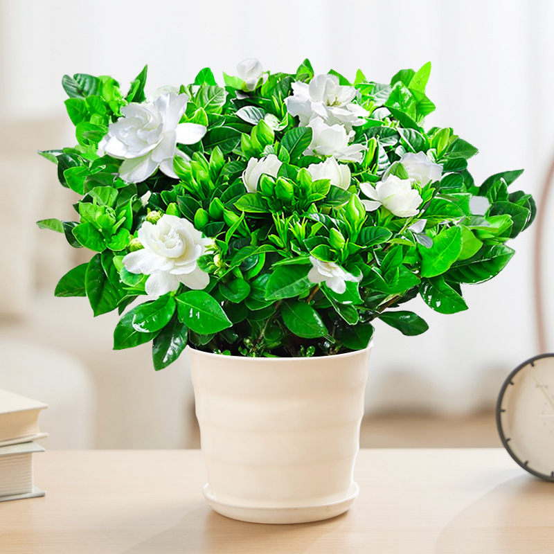 【새싹 있음】부티크 120#치자나무(나사형 화분) + 영양액