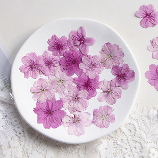 Cherry Blossom True Blossom Plant Specimen Teaching DIY Handmade Photo Frame Bookmark Mobile Phone Shell Baffle Painting Dried Flower Bag Material