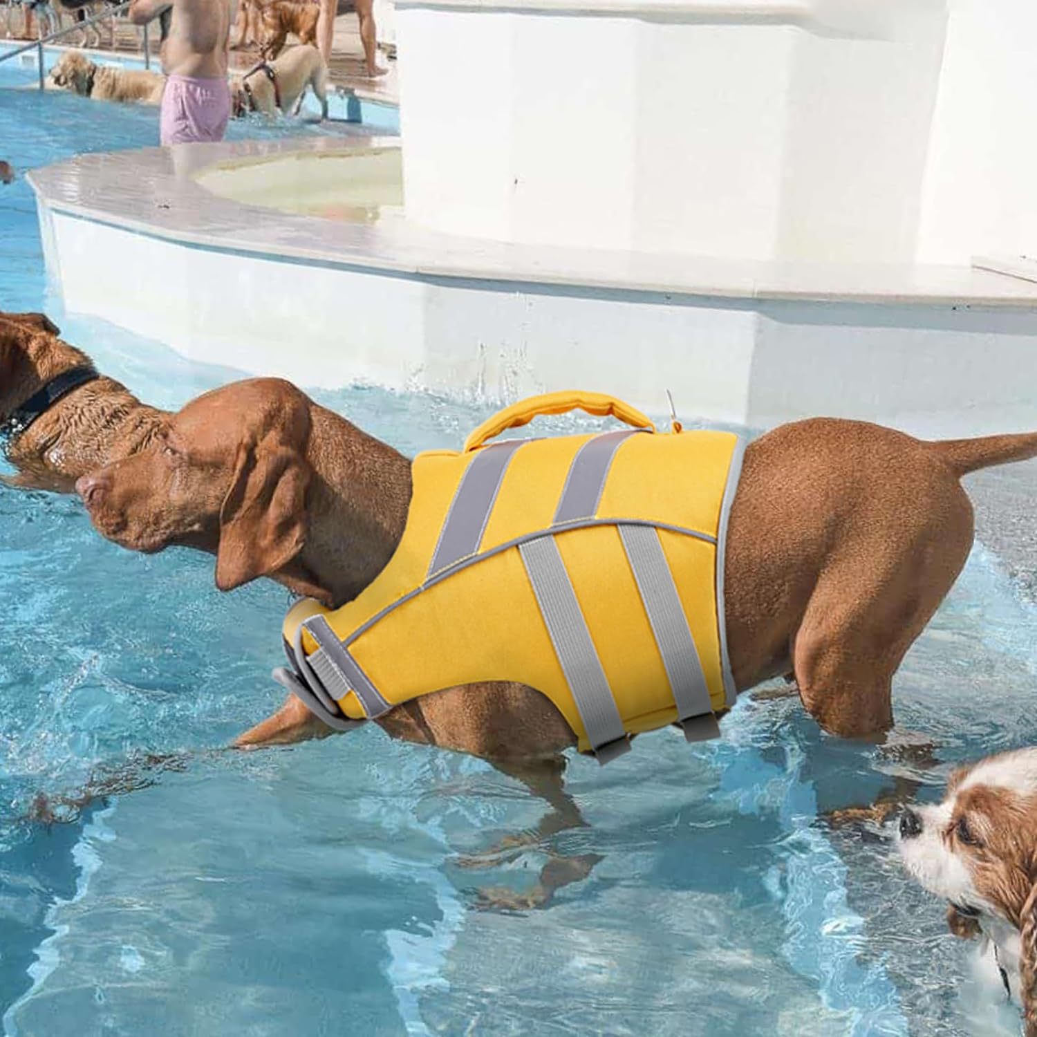 Dog Life Jacket