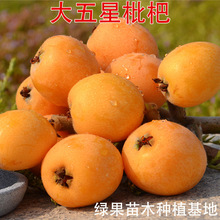 甜五星枇杷苗 嫁接枇杷苗 大五星枇杷苗 盆栽地栽南方北方果树苗