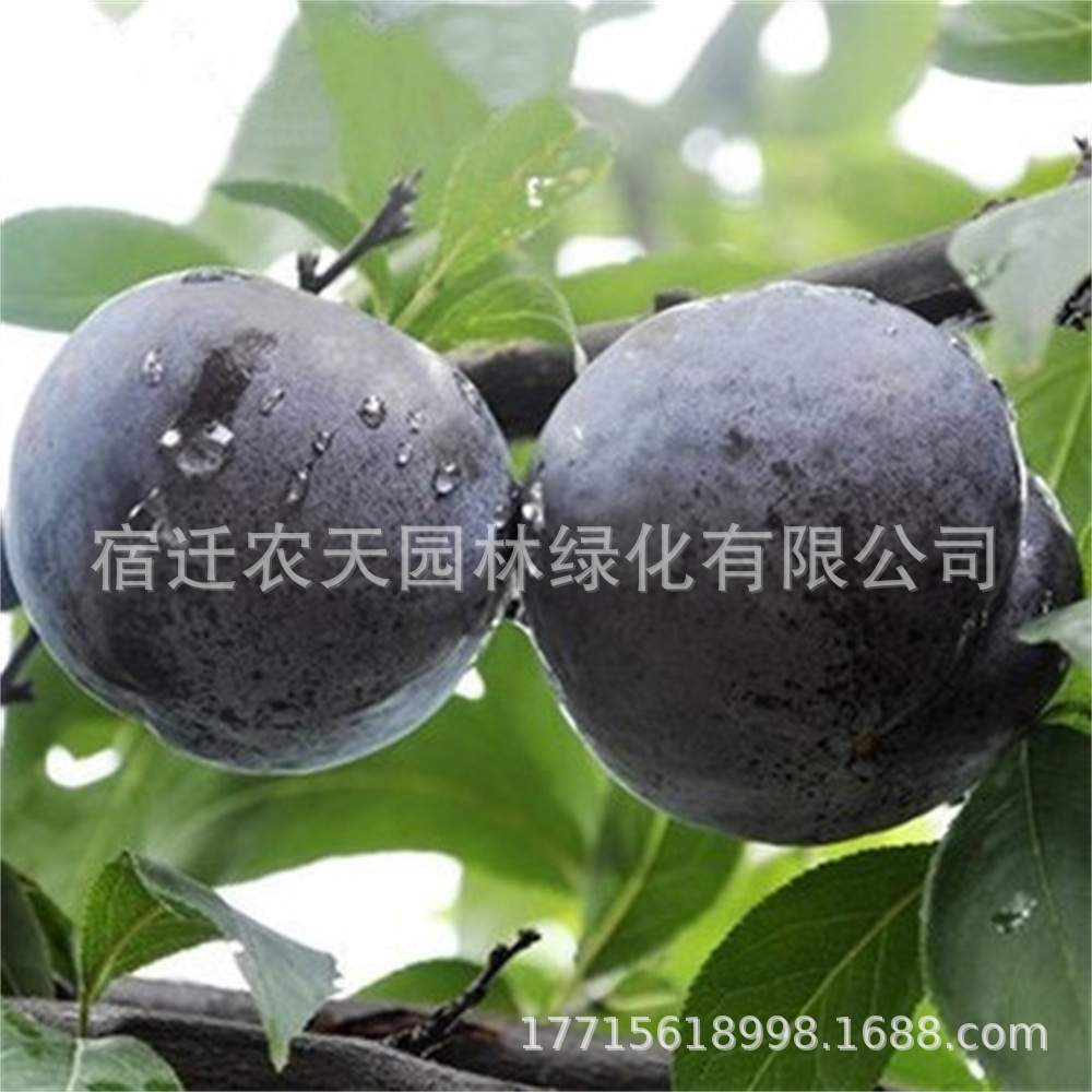 新品种黑桃王桃树苗黑桃皇后巨型晚熟脆甜嫁接果树果苗南北方种植