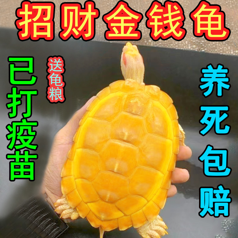 Turtle Live Wealth-Attracting Golden Turtle Deep Water Turtle Eating Vegetables Couple Pet Ornamental Turtle Fortune Pure Money Turtle Free Shipping