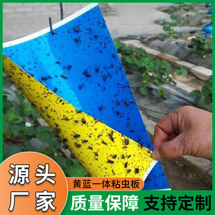 Factory Direct Sales Yellow and Blue Integrated Sticky Insect Board Double-sided Sticky Flying Insect Powder Thrips Sticker Greenhouse Tea Garden Orchard Insect Trap Board