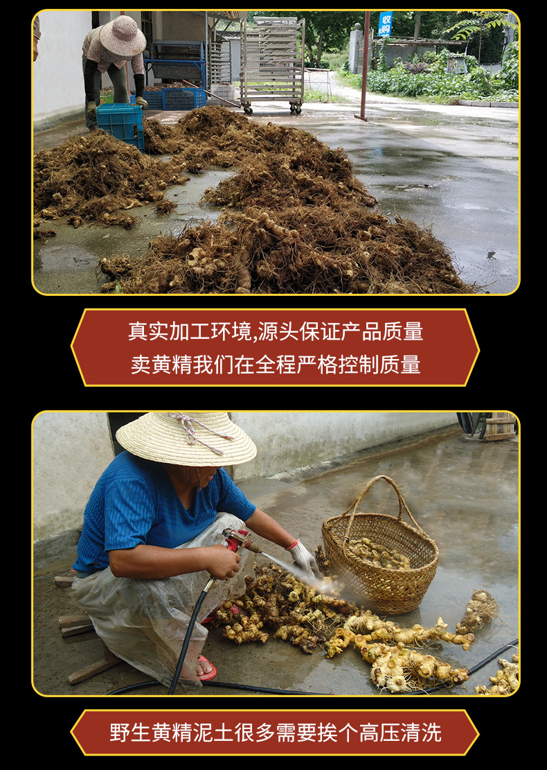 Jiuhua Mountain Huang Jing Dried Polygonatum Tea Herb 500g Bag 7-9 Year Rhizome for Tea and Wine Infusion preparation