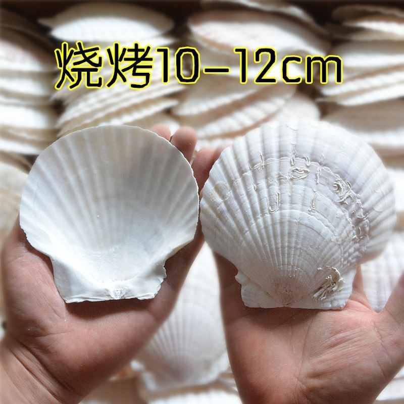 Correo de ajo hawaiano Barbacoa grande Vieira Bandeja de abanico Bolsa de concha grande Ventilador de media concha al vapor Blanco