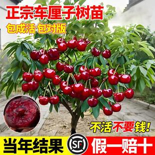 ����܇���Ә����������Ҙ��m��������ȫ�ϱ����Nֲ�޽Ӱ����ͺ�