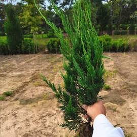 龙柏苗龙柏树苗松柏球龙柏树苗小龙柏球绿篱绿化耐寒四季常青耐寒