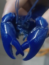 天空蓝魔鳌虾宠物虾人工天空蓝魔淡水观赏虾蓝鳌虾小龙虾包邮