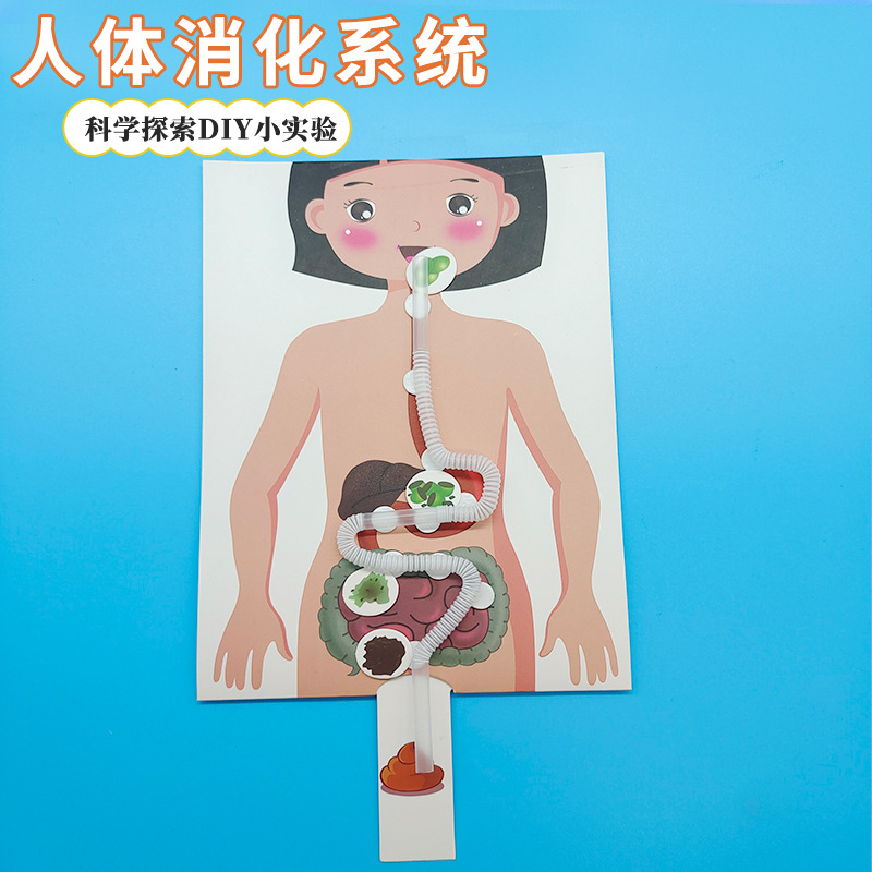 Corner craft science experiment technology small DIY model of human food digestion process system in kindergarten