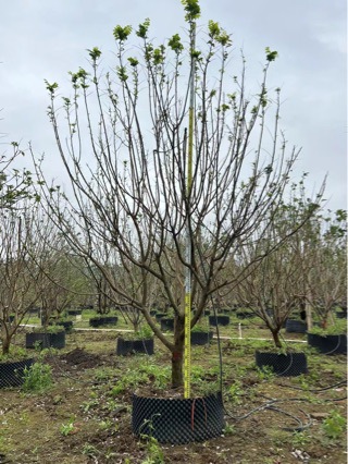 丛生黄皮 高度3.5-4米