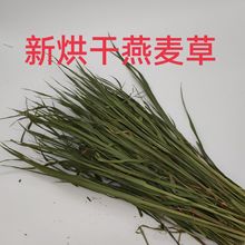 品质款烘干燕麦草 兔子草龙猫荷兰猪兔粮牧草 燕麦草干草代发