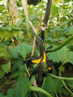 ?�f�}��ī�������Z���ϹϺ��J�w���^�p��ż����Ȥζ���㮐�ͳ���