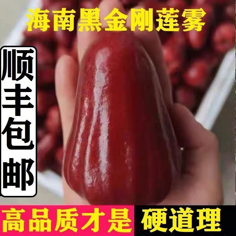 Hainan Black Diamond wax apple premium color box pack SF到家 4jin single fruit 75g+ fresh fruit