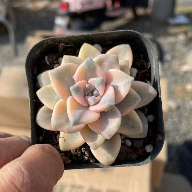 Meixingjin одноголовый выстрел 4-6 см