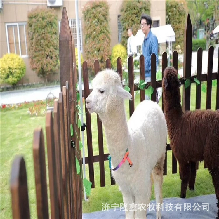 Продать тупее huakayo Альпака поставка живых существ очаровательны Альпака Аренда Альпака разведение база