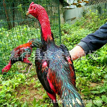 �Bֳ������̩�����N���u��ϸ���Ó�ض��u��r�񾰅^���u��ِ�Ŀ