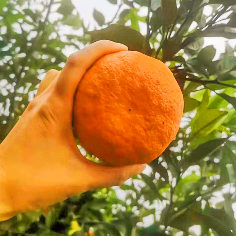 Рассада фруктового дерева Завтра Посмотреть Рассада цитрусовых Завтра Посмотреть Рассада апельсинового дерева Асми Цитрусовые привитые рассады Оранжевая рассада