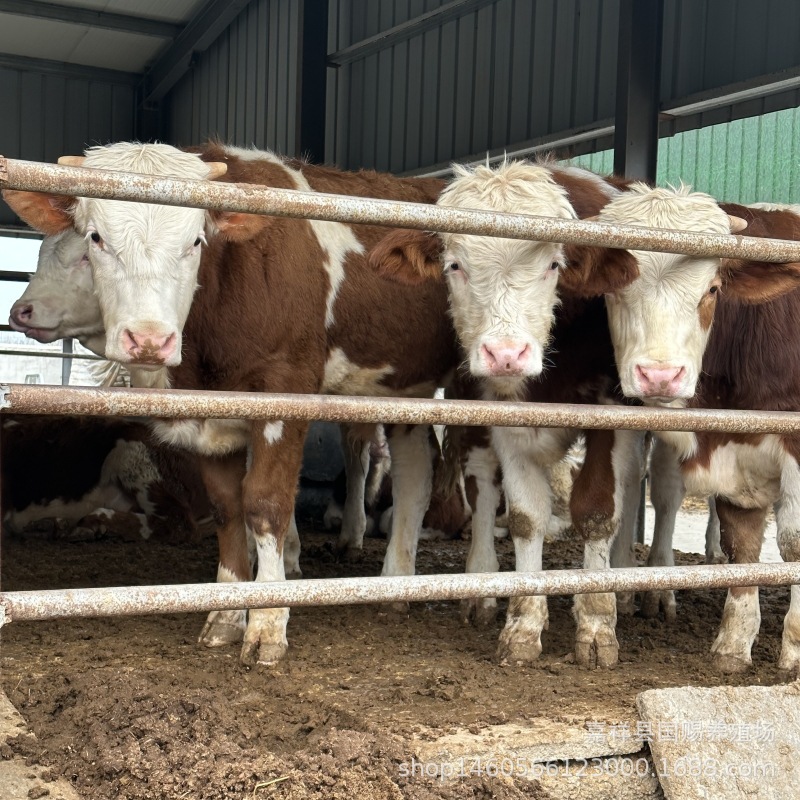 杂交西门塔尔牛牛犊 鲁西黄牛江西有养牛场 哪有小牛犊