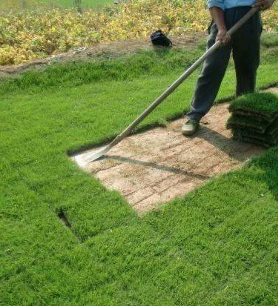 Питомник Питания Манила Озеленение Травы Бермудские Острова Озеленение Питомник Прямые Продажи Сяошань Базовое Озеленение