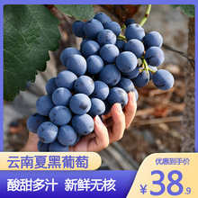 雲南夏黑葡萄無籽新鮮葡萄非紅提子黑加侖巨峰水果一件代發
