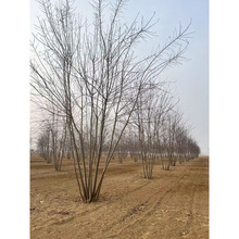 批发卫矛 胶东卫矛苗 四季常青 工程绿化苗木 规格齐全 量大优惠