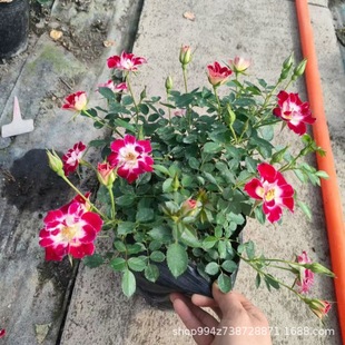 һ�����lС���Ҽ��¼������������ձ��໨΢���¼��ΰ��Nޱ����ζ