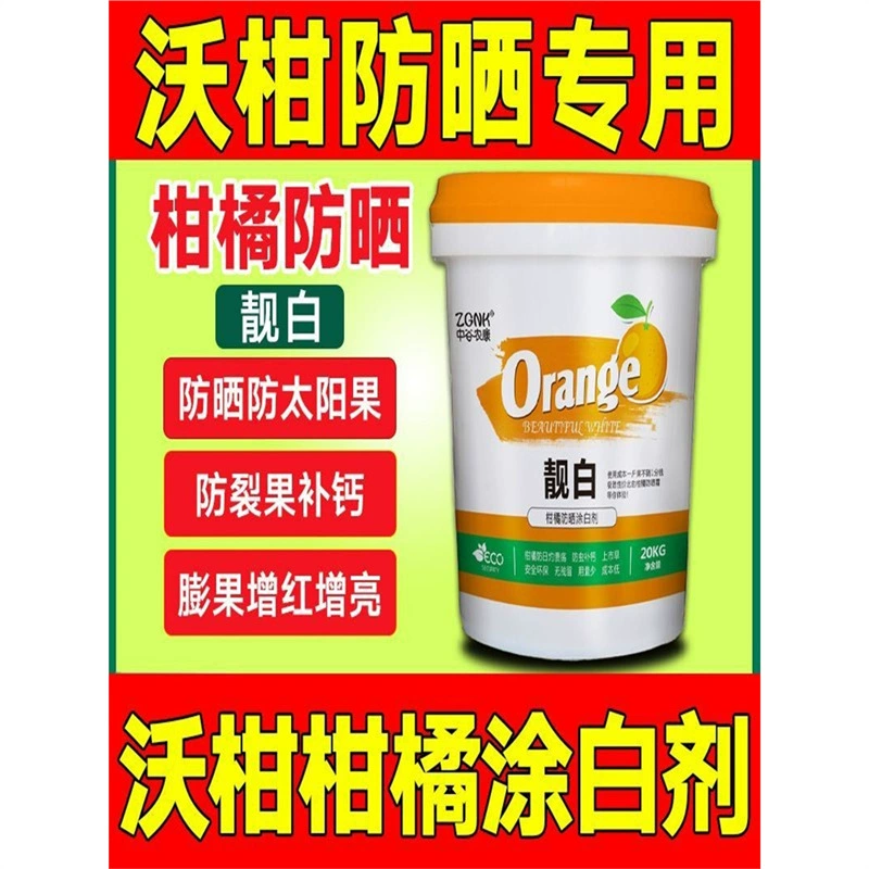 Красивый белый цитрус, wo柑, отбеливающее средство для цитрусовых растений maogu, солнечные ожоги, затенение солнечных фруктов, красная паучья ржавчина не повреждает плоды.
