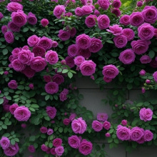 爬藤蔷薇花苗四季开花藤本月季玫瑰花庭院大花阳台花卉盆栽
