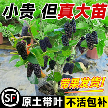 ɣ�ؘ������԰��L��ɣ��~�{ݮ���ϱ����ļ���ݮ��ˮ��������ȫ