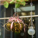 American Country Simple Hanging Flower Rack Iron Moss Plant Storage Rack Indoor Balcony Hanging Hanging Basket Rack