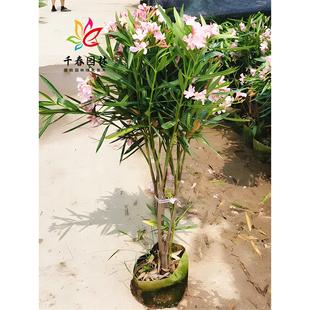 �A���Ҙ���ͥԺ�G���ļ�����h�������Ի��܃����՚����~�A���һ�