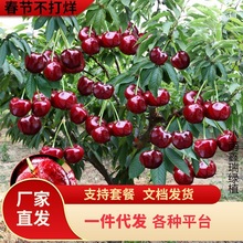 һ�����l���Ҙ������܇���Ә������Ԯ���Y���ϱ����Nֲ�޽�ͥԺ