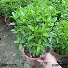 �Ō������Կ�ʳ�������u���ݱ������K�_�ս𲻓Qܿ���~�Ȳ��Ե���